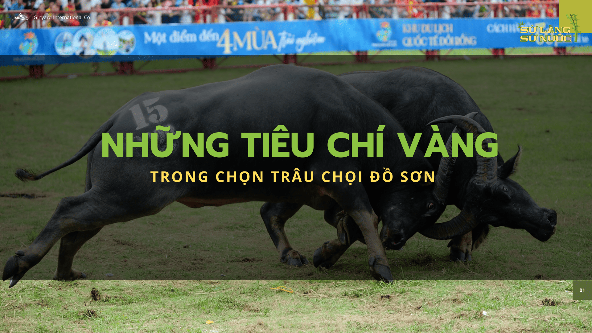 (HẢI PHÒNG) NHỮNG TIÊU CHÍ VÀNG TRONG CHỌN CHÂU TRỌI ĐỒ SƠN
