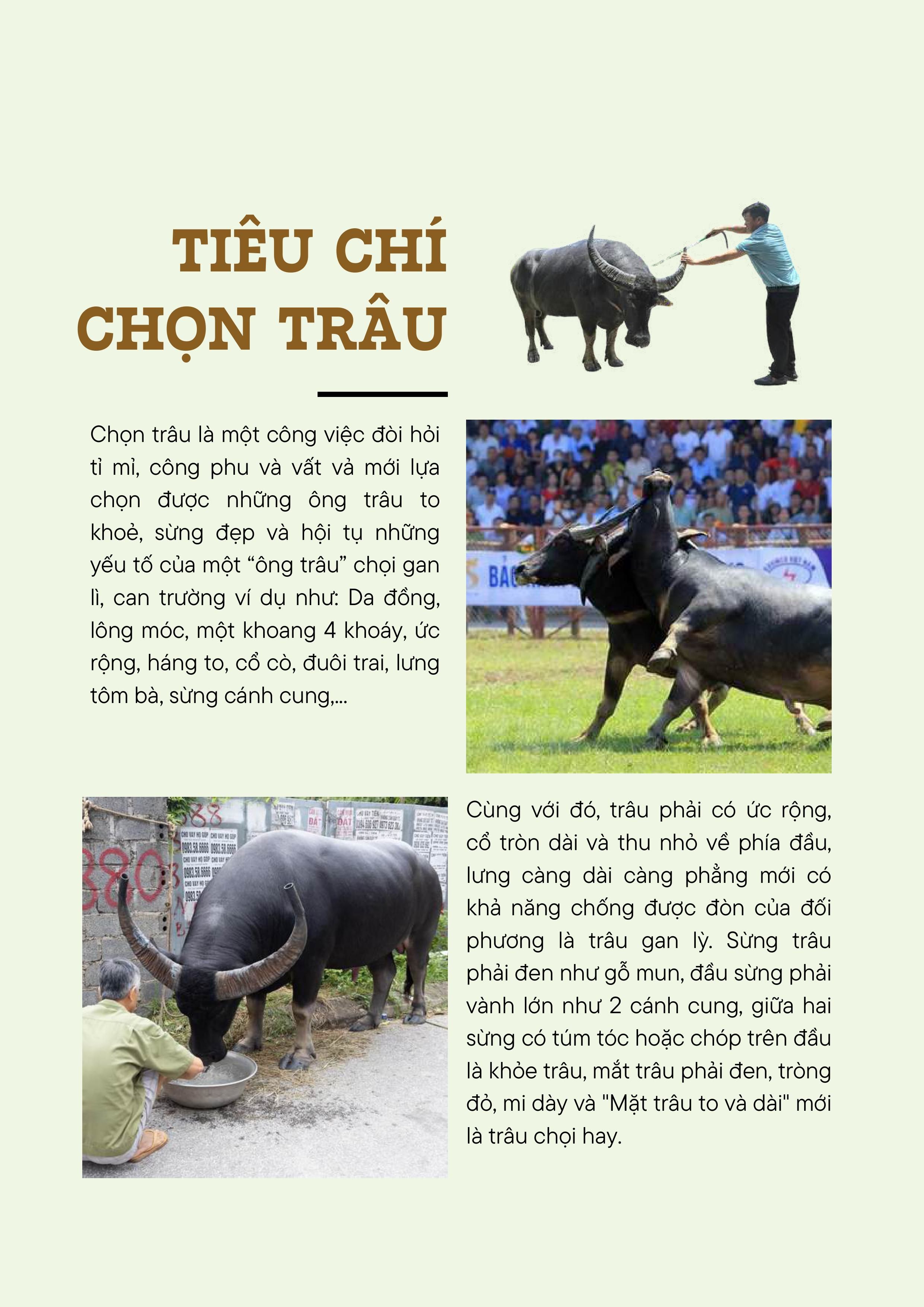 choi-trau-anh--text-da-nen-hinh-anh-3