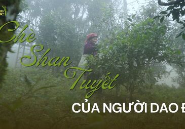 (HÀ GIANG) CHÈ SHAN TUYẾT CỦA NGƯỜI DAO ĐỎ