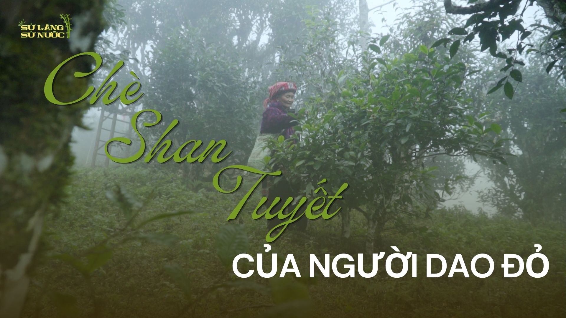(HÀ GIANG) CHÈ SHAN TUYẾT CỦA NGƯỜI DAO ĐỎ