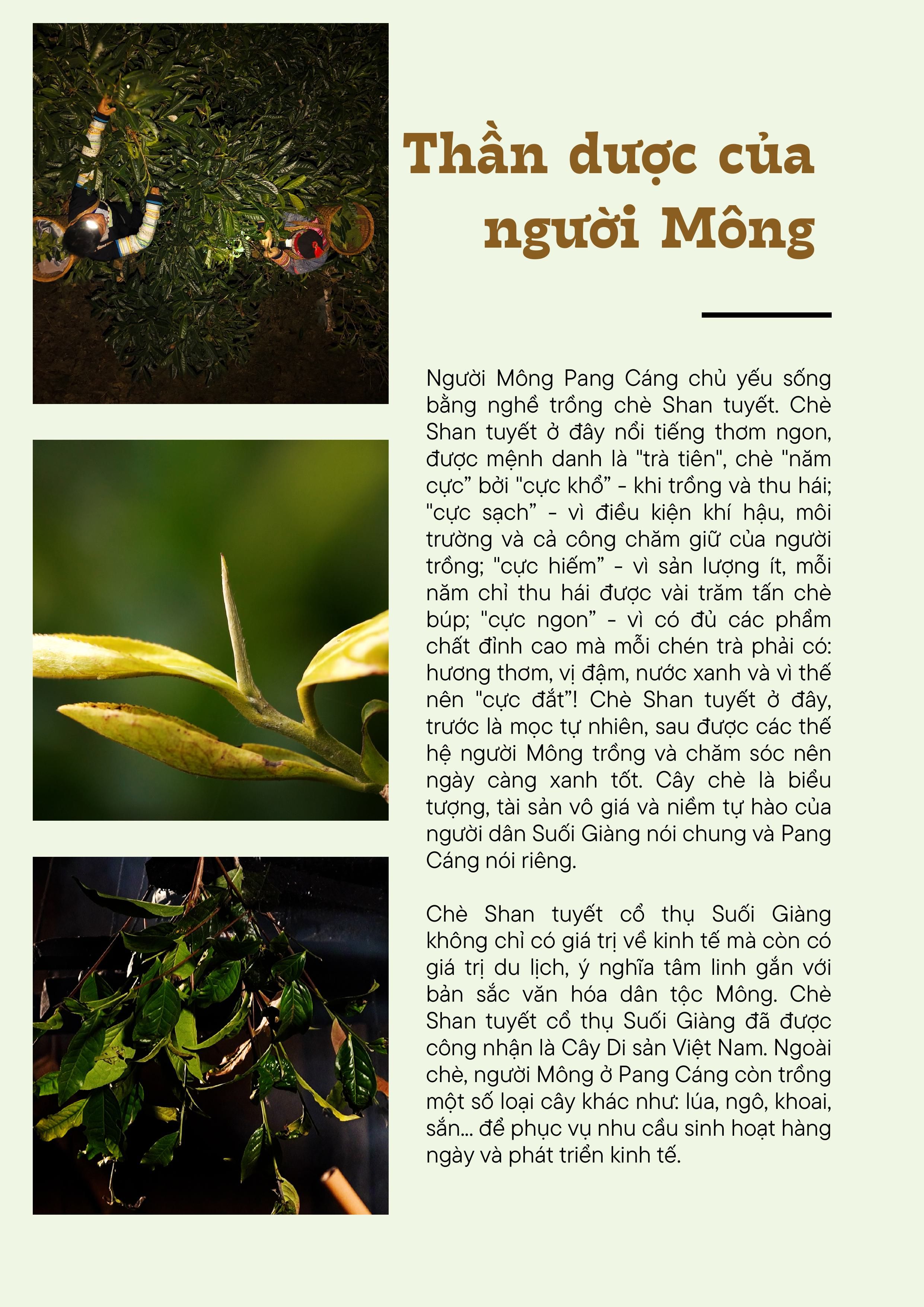 pan-cang-hinh-anh-2