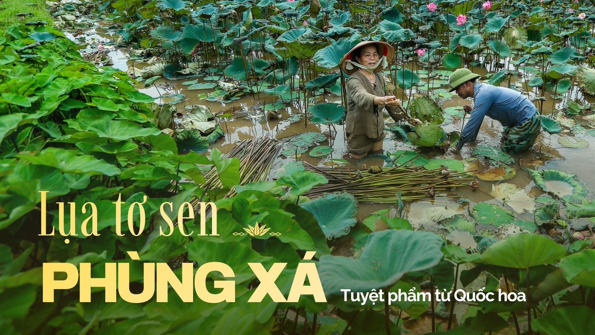 (HÀ NỘI) LỤA TƠ SEN PHÙNG XÁ: TUYỆT PHẨM TỪ QUỐC HOA