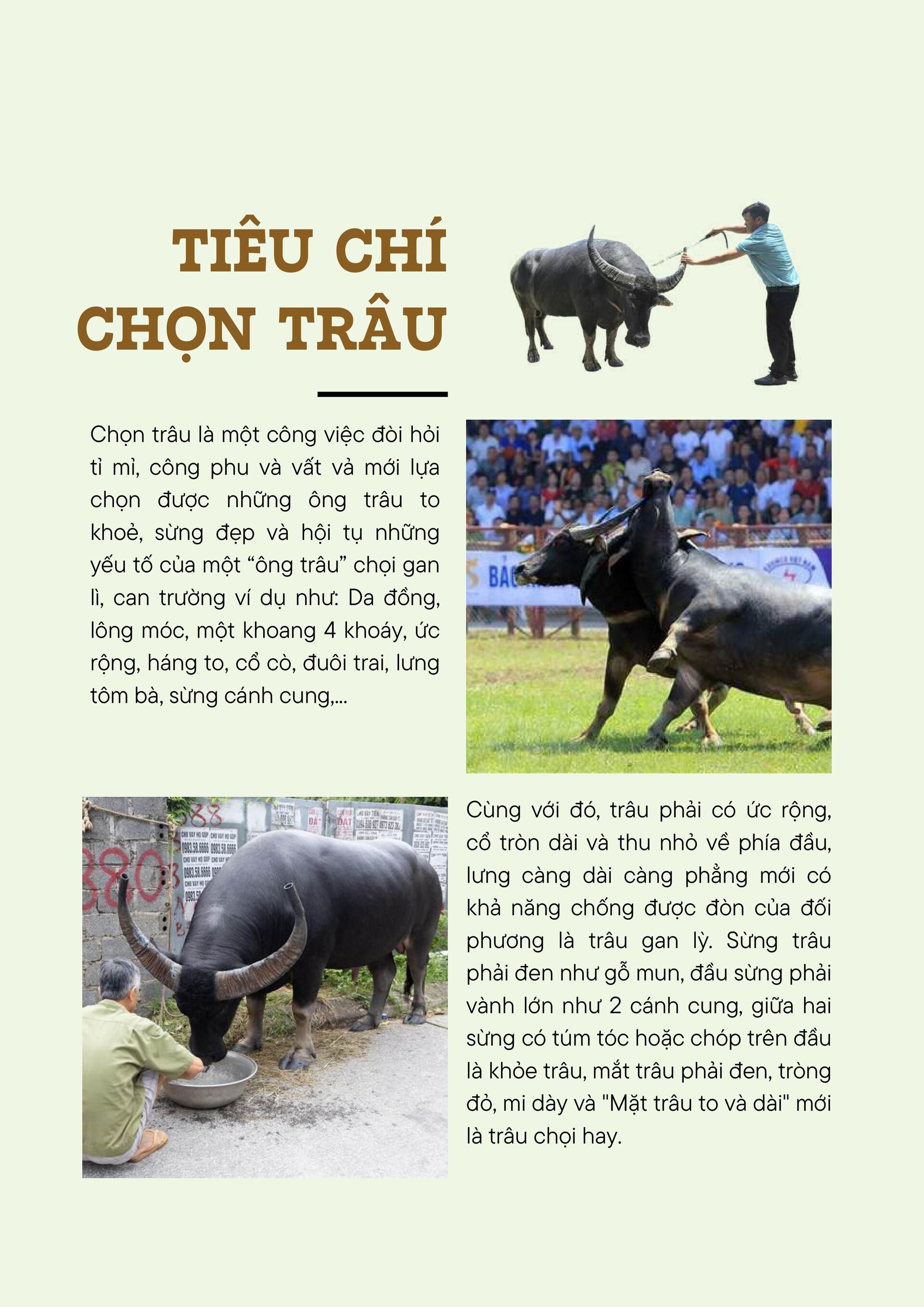 choi-trau-anh--text-da-nen-hinh-anh-3