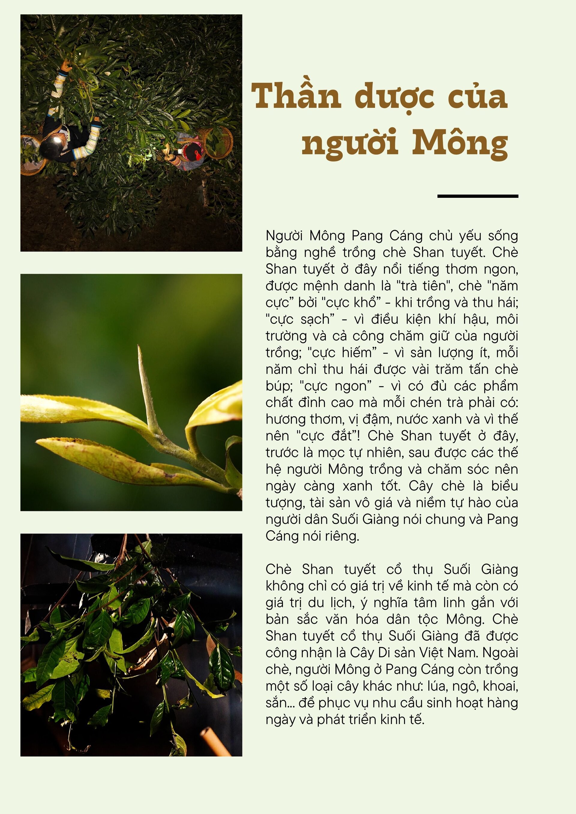 pan-cang-hinh-anh-2